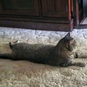 Meet your Posher, Donna